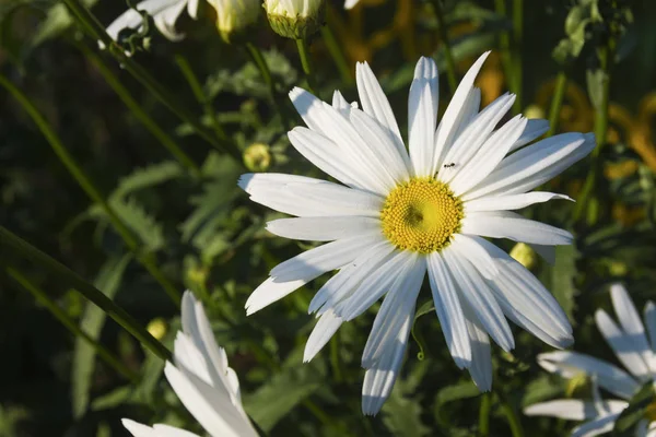 Daisies - ornamental and medicinal flowers
