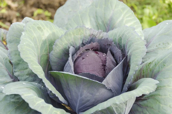 Head of cabbage red on the garden bed