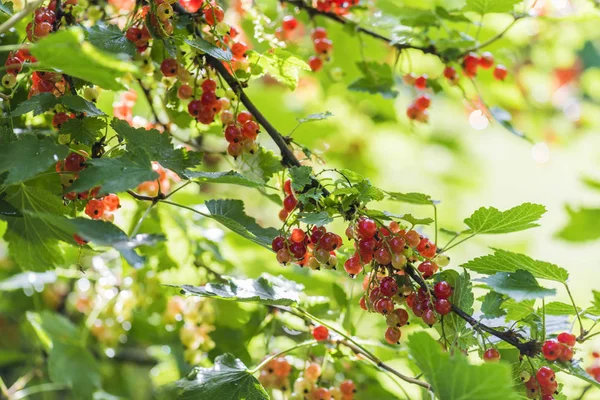Berries Red Currants Summer Garden Rain — Stock Photo, Image