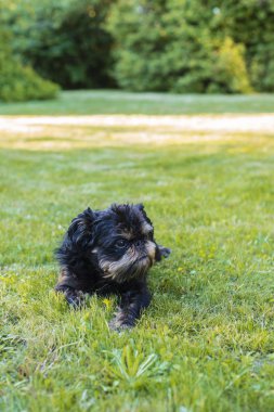 Köpek Belçikalı griffon, dilini dışarı asılı ile çim üzerinde yalan