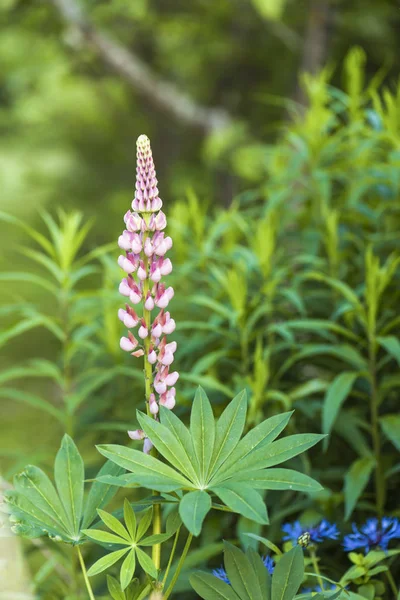 Two Pink Lupine Summer Garden — Stock Photo, Image