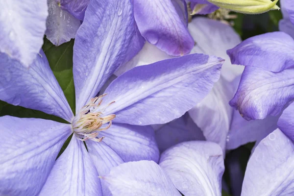 紫の花クレマチス 装飾的な屋外の繁殖のため多年生うなぎ — ストック写真