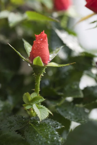 Small Scarlet House Rose Plentiful Watering Flowers Leaves Drops Water — Stock Photo, Image