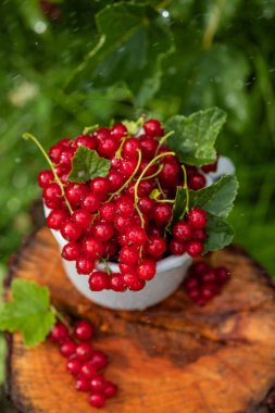 Bir güneşli gün bahçesinde bir sokakta bir metal kupa kırmızı kuş üzümü.