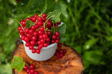 Bir güneşli gün bahçesinde bir sokakta bir metal kupa kırmızı kuş üzümü.
