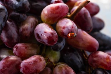 Su damlaları ve uğur böceği, closeup arka plan kırmızı üzüm.