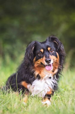 Avustralya Shepard 'ı çimlerin üzerinde