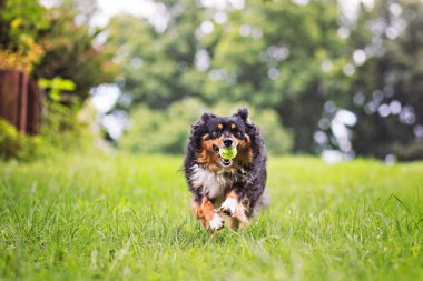 Avustralyalı Shepard tenis topu getiriyor.