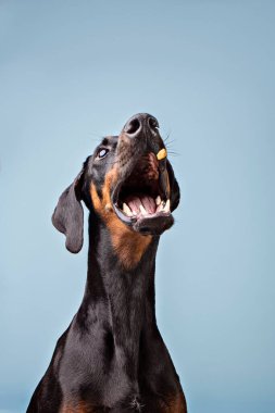 Stüdyoda bir doberman ödül alırken çekilmişti.