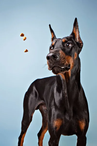 Studio Ripresa Doberman Cattura Ossequio — Foto Stock