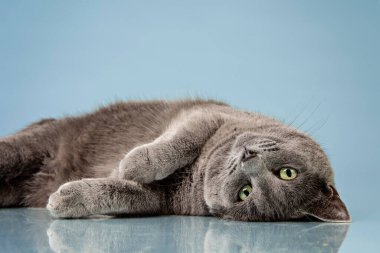 kedi yansıtıcı yüzeyde poz veriyor