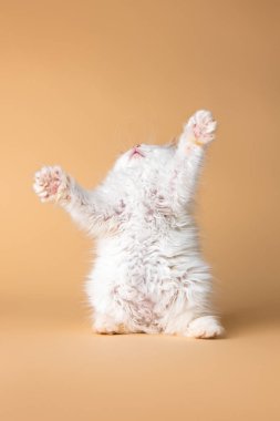 bej arka planda beyaz Sibirya kedisi