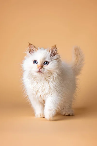 Wit Siberisch Katje Beige Achtergrond — Stockfoto