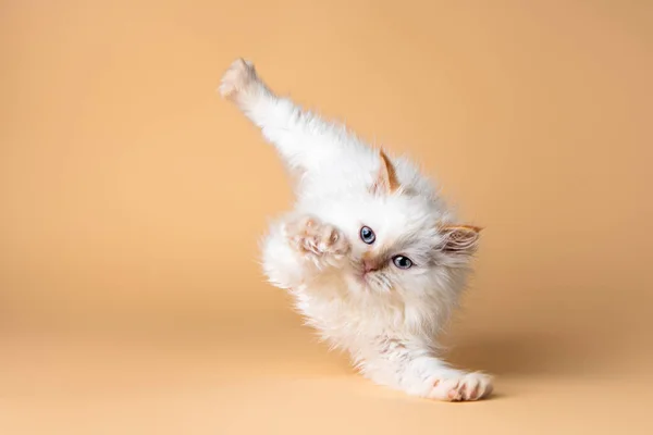White Siberian Kitten Beige Background — Stock Photo, Image