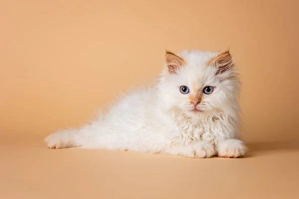 White Siberian Kitten Beige Background — Stock Photo, Image