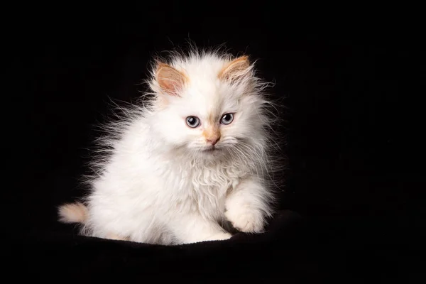 White Siberian Kitten Black Background — Stock Photo, Image