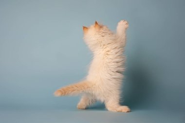 Mavi arka planda beyaz Sibirya kedisi