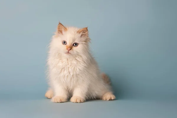 White Siberian Kitten Blue Background — Stock Photo, Image