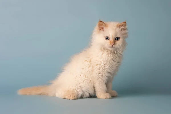 White Siberian Kitten Blue Background — Stock Photo, Image