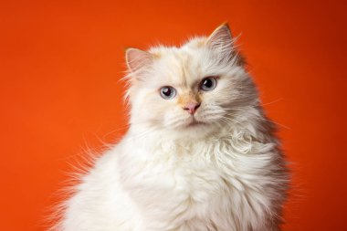 Beyaz Sibirya kedisi stüdyoda poz veriyor.