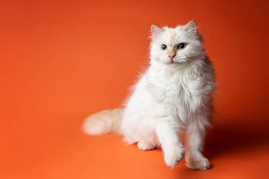 Beyaz Sibirya kedisi stüdyoda poz veriyor.