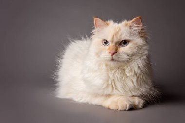 Beyaz Sibirya kedisi stüdyoda poz veriyor.