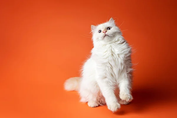 White Siberian Cat Posing Studio — Stock Photo, Image