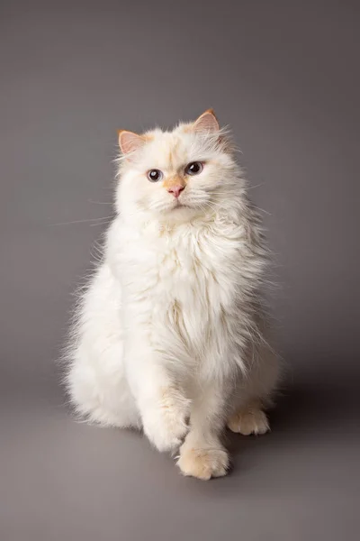 Biały Kot Syberyjski Pozowanie Studio — Zdjęcie stockowe