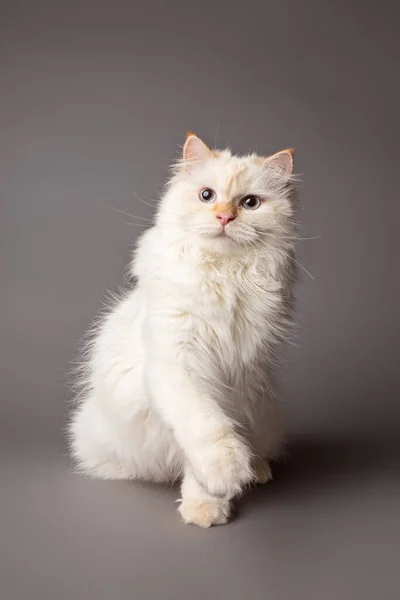 white Siberian cat posing in the studio