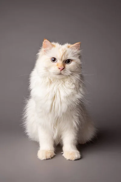 White Siberian Cat Posing Studio — Stock Photo, Image