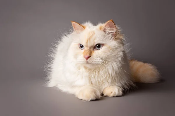 White Siberian Cat Posing Studio — Stock Photo, Image