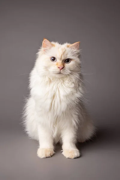 Білий Сибірський Кіт Помістив Студії Стокова Картинка
