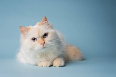 Beyaz Sibirya kedisi stüdyoda poz veriyor.