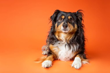 Avustralyalı çoban köpeği stüdyoda.
