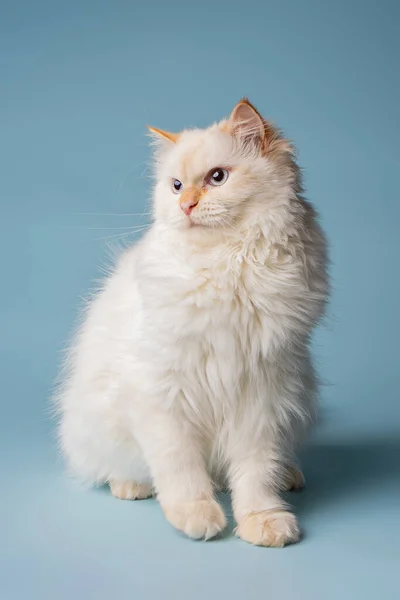 White Siberian Cat Posing Studio — Stock Photo, Image