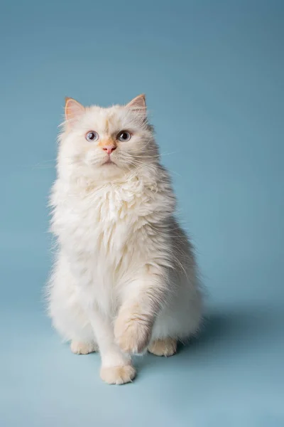 White Siberian Cat Posing Studio — Stock Photo, Image