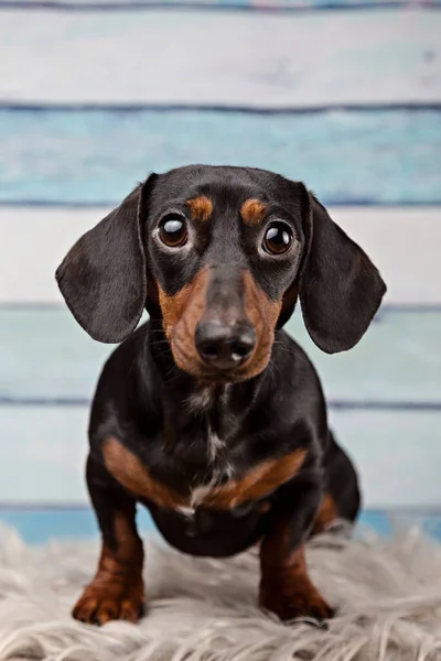 Retrato Dachshund Sobre Fundo Madeira Azul — Fotografia de Stock