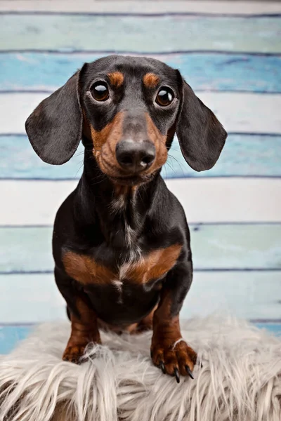 Retrato Dachshund Sobre Fundo Madeira Azul — Fotografia de Stock