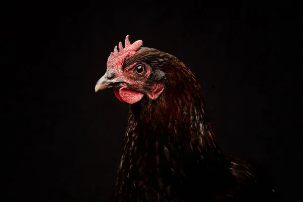 Retrato Pollo Estudio Sobre Fondo Negro — Foto de Stock