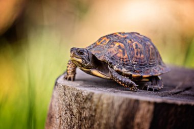 Indiana 'da ağaç kütüğündeki kutu kaplumbağa.