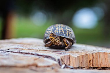 Indiana 'da ağaç kütüğündeki kutu kaplumbağa.
