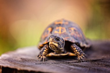 Indiana 'da ağaç kütüğündeki kutu kaplumbağa.