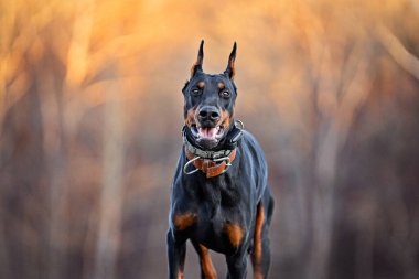 Kesik kulaklı erkek doberman