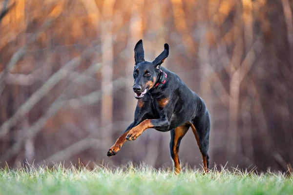 Kobieta Doberman Naturalnych Uszu Działa — Zdjęcie stockowe