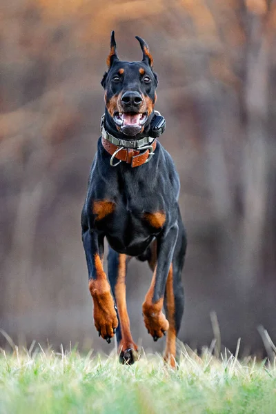 Man Doberman Med Beskurna Öron Kör — Stockfoto