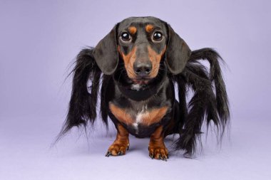 Siyah ve paslı yumuşak saçlı dachshund. Cadılar Bayramı için örümcek gibi giyinmiş.