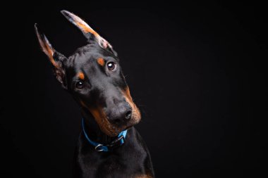 Dört aylık Doberman köpeği siyah arka planda bir stüdyoda poz veriyor.
