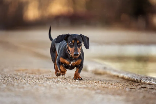 smooth haired black and rust Dachshund running towards the camera