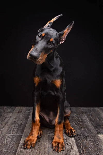 Vier Maanden Oud Doberman Puppy Poseren Een Studio Zwarte Achtergrond — Stockfoto