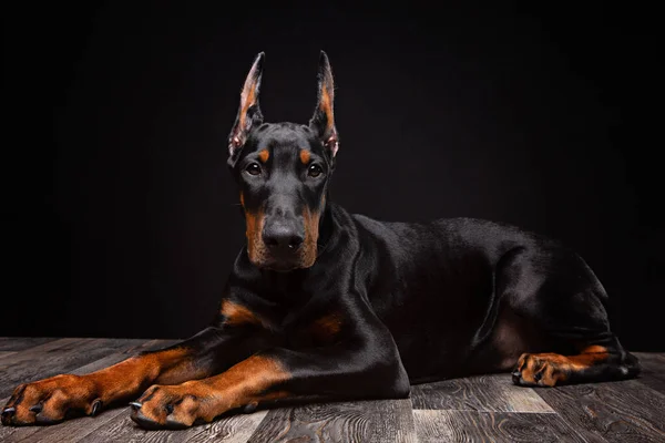 four-month old Doberman puppy posing in a studio on black background